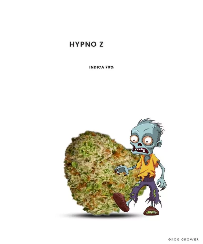 Image of a cured bud from Z strain with a humorous addition of a zombie emoji, playfully highlighting the strain's potent effects