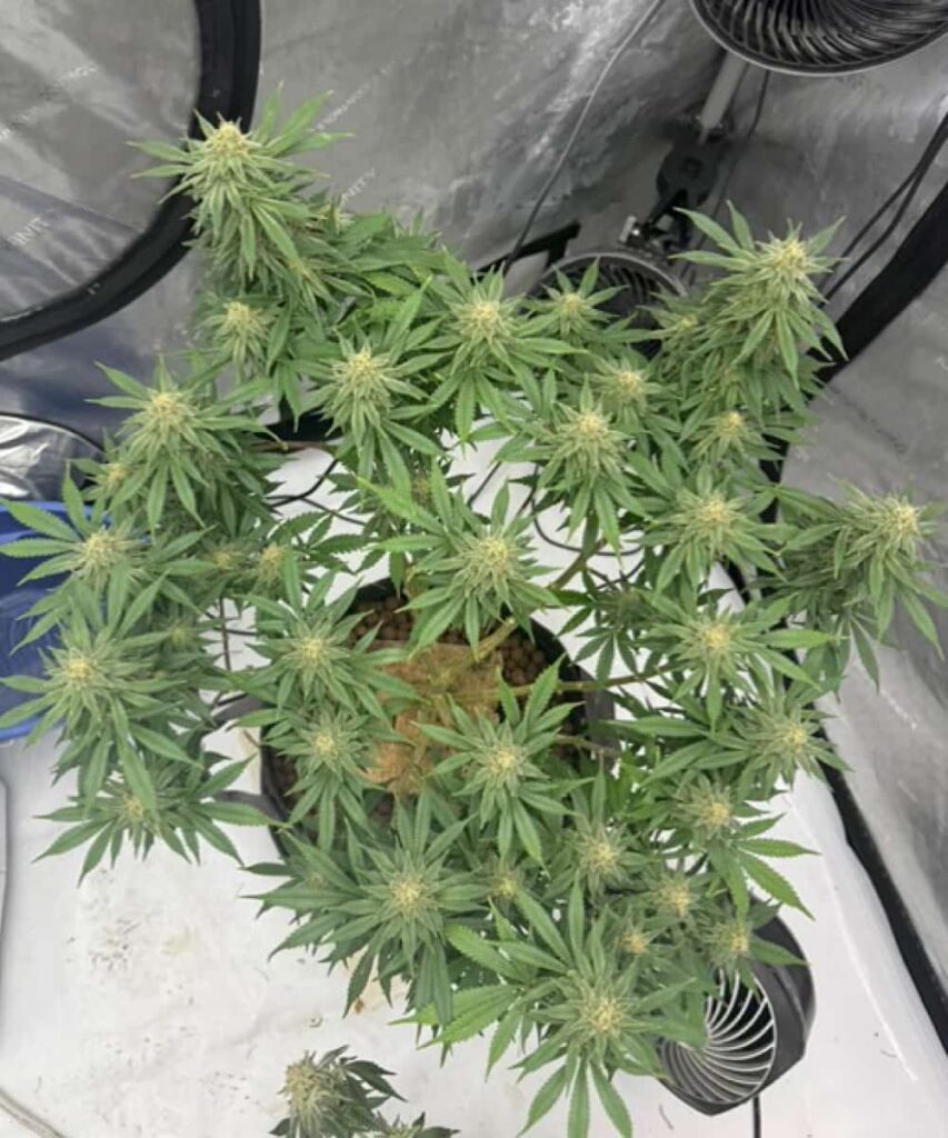 LSD from Top: A breathtaking bird’s-eye view of Apple Fritter’s canopy! This vigorous hybrid spreads wide, developing an even, dense canopy loaded with potent buds