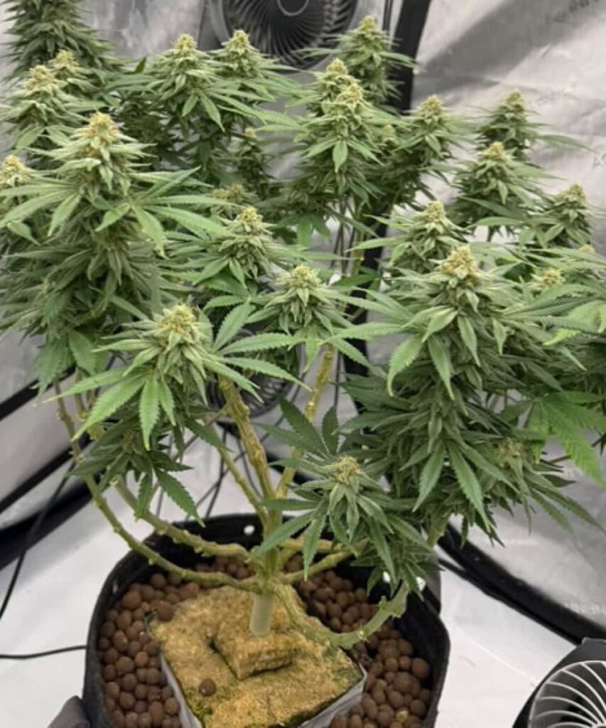 Huge Body Branches – Strong as a Tree: Apple Fritter growing like a powerhouse! With thick, sturdy branches supporting massive bud sites, this strain stands tall and strong, delivering monster harvests with ease.