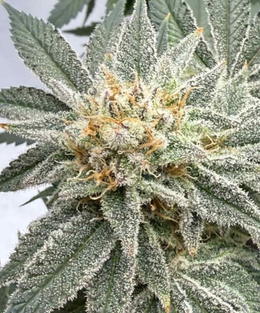 Super Zoom Trichomes: Apple Fritter strain up close – a mesmerizing trichome explosion