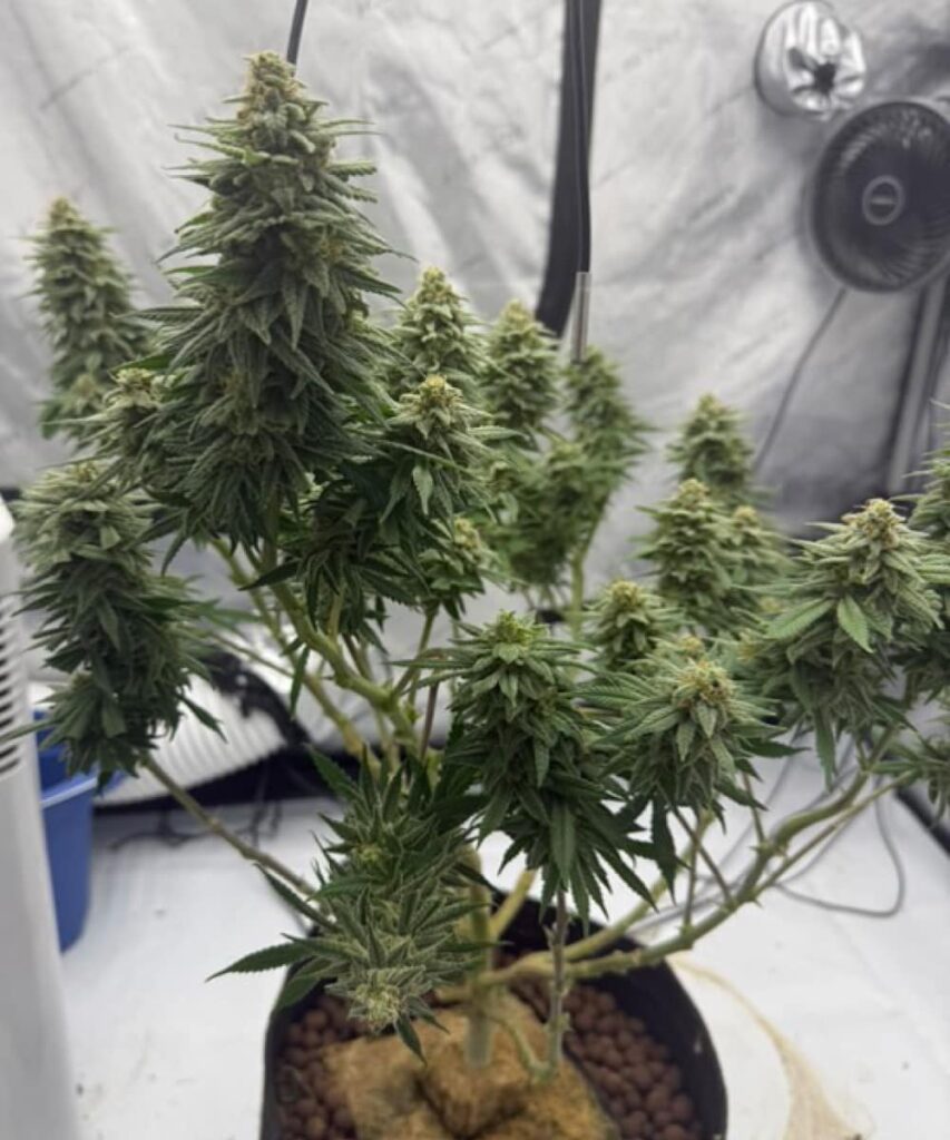 Apple Fritter Huge Plant: Apple Fritter cannabis plant growing tall with thick branches and lush green leaves.