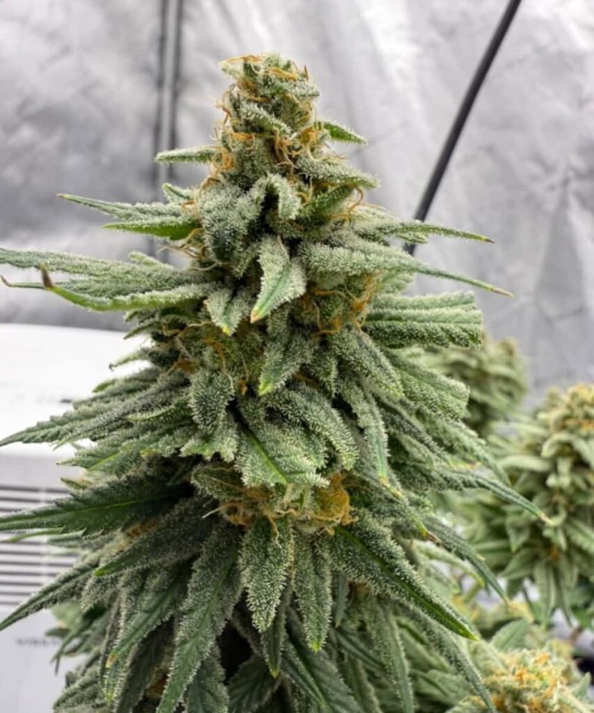 pple Fritter Compact Bud: Close-up of a dense, compact Apple Fritter bud with vibrant green hues and frosty trichomes.