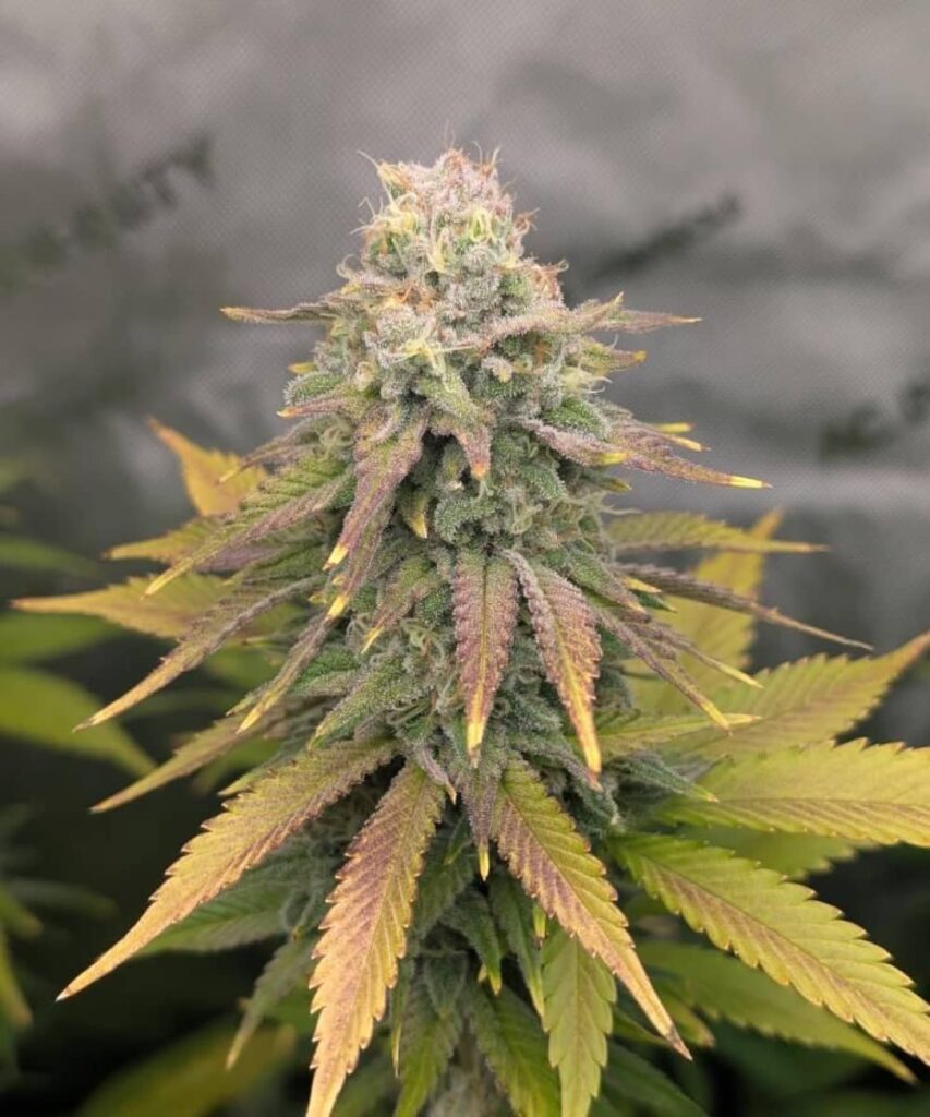 Georgia Pie Strain-6 Frosty Georgia Pie cannabis bud coated in sugary trichomes with a dense, vibrant structure.