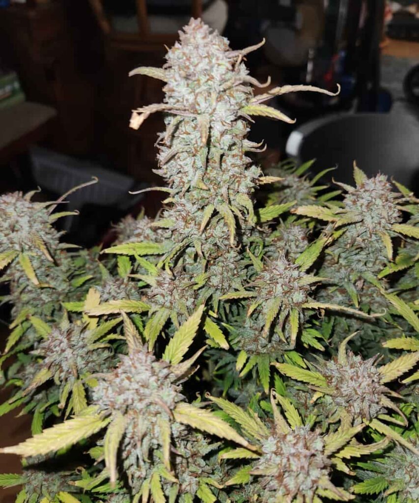 Juicy Pussy Auto cannabis plant displaying multiple frosty colas in full bloom.