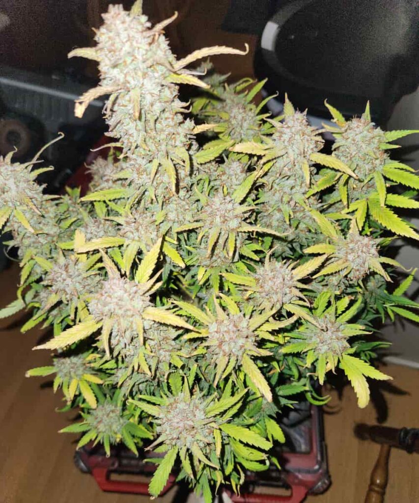 Cluster of Juicy Pussy Auto buds covered in trichomes and surrounded by vibrant leaves.