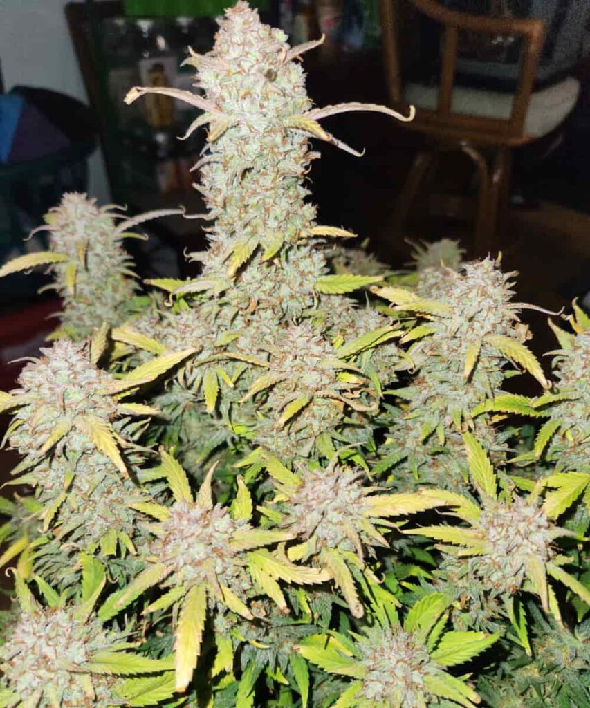 Frosty Juicy Pussy Auto colas with dense bud structure and glistening resin glands.