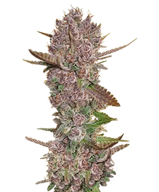 Image of the mature Blackberry Kush strain grown from 30% high THC seeds, showcasing deep purple, potent buds ready for harvest, emphasizing the powerful indica effects of this premium strain.