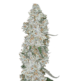 Image of the Cap Junky cannabis strain grown from 35% high THC seeds, featuring elongated, slender buds. Vibrant green hues, a light trichome frost, and bright orange pistils create a lively and visually striking profile.