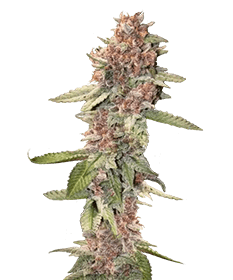 Image of the mature Lemon Cherry Gelato strain, one of the best-tasting strains, showcasing vibrant, trichome-rich buds ready for harvest, emphasizing its popular flavor blend and exceptional quality from Lemon Cherry Gelato seeds.