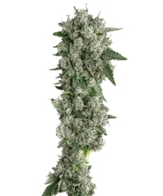 Image of the mature Peanut Butter Breath, a hybrid strain, featuring dense, nutty-scented buds ready for harvest, showcasing its unique culinary-inspired flavors.