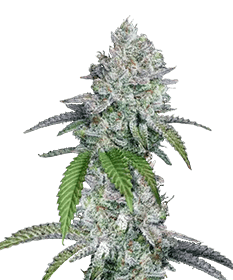 Image of the mature Slurricane weed strain, one of the best-tasting strains, showcasing lush, berry-scented buds ready for harvest, highlighting the sweet harmony and calming effects of Slurricane seeds.