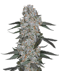 Image of the Super Boof, a hybrid strain, featuring dense, tightly packed buds surrounded by muted, earthy green leaves. The plant’s uniform green tones convey resilience and strength, creating a grounded visual profile.