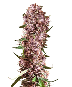 Bright red, dense buds coated in frosty trichomes—Trop Cherry is a true stunner with a vibrant, eye-catching look