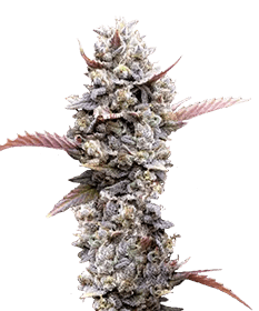 Image of the mature Zoap, a hybrid strain, showcasing vibrant buds ready for harvest, highlighting the distinctive qualities of its Rainbow Sherbet and Pink Guava genetics.
