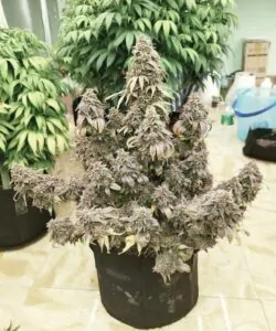 Full view of a Super Boof cannabis plant grown from Super Boof seeds, showcasing its dense structure and robust, leafy growth