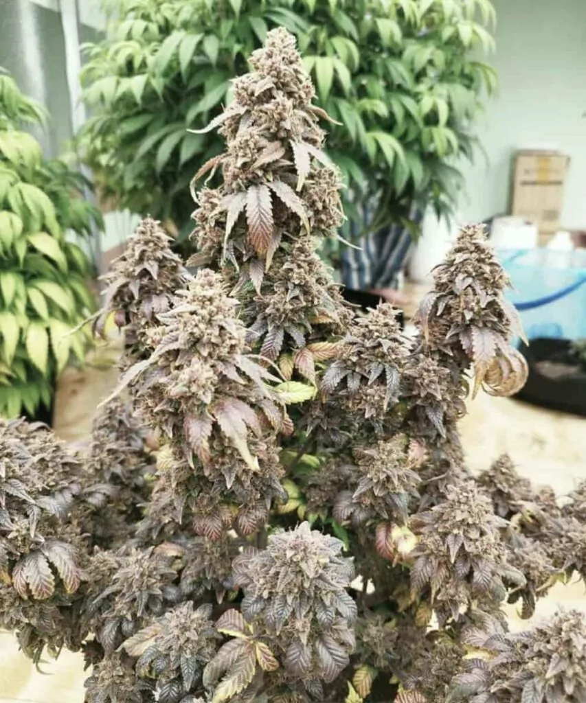 Close-up of multiple Super Boof colas, revealing thick buds coated in trichomes, grown from Super Boof seeds