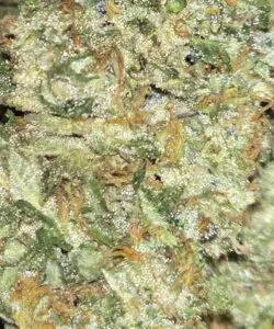 Sugary Zoom: “Macro shot of Biscotti bud highlighting sugary trichomes, with sparkling resin crystals and subtle purple hints.”