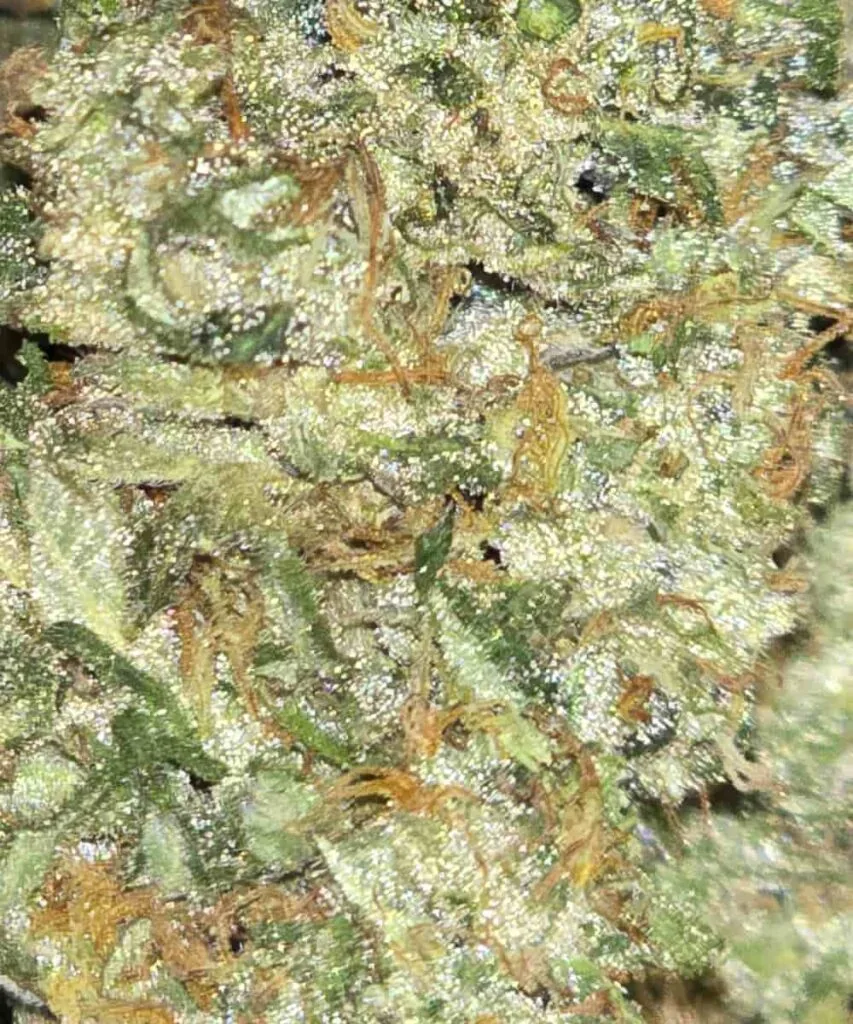 Sugary Zoom: “Macro shot of Biscotti bud highlighting sugary trichomes, with sparkling resin crystals and subtle purple hints.”