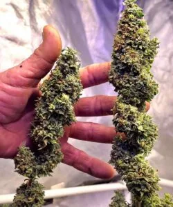 Dried Buds: “Trimmed and dried Biscotti buds, showcasing their dense structure, earthy tones, and sticky trichome coating.”