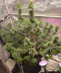 Plant Shot: “Full Biscotti cannabis plant in late flowering stage, with thick branches covered in frosty, dense buds.