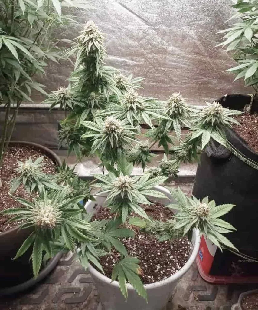 Frosty Sugary Plant: “Cap Junky cannabis plant with heavy trichome coverage, sparkling with sugary crystals from top to bottom.”