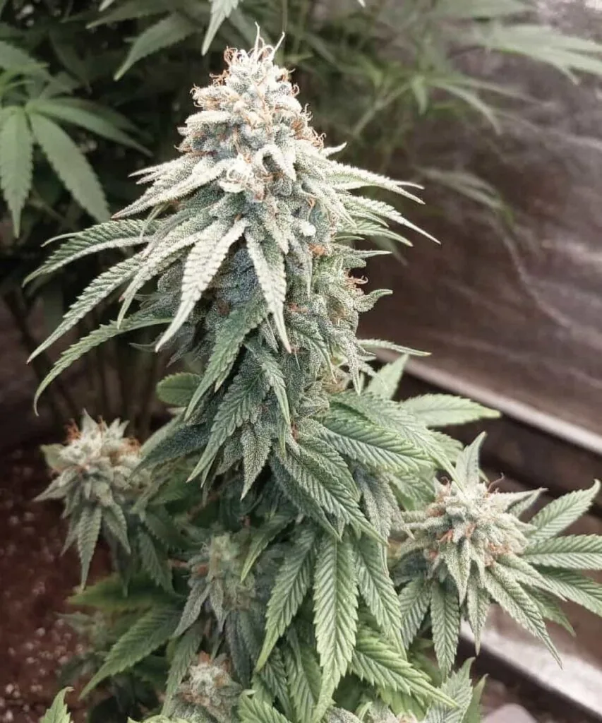 Frosty Bud: “Cap Junky bud coated in a thick frost of trichomes, showing its dense, potent structure.”