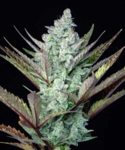 Cereal Milk nug freshly harvested, with a creamy white frost and orange hairs.
