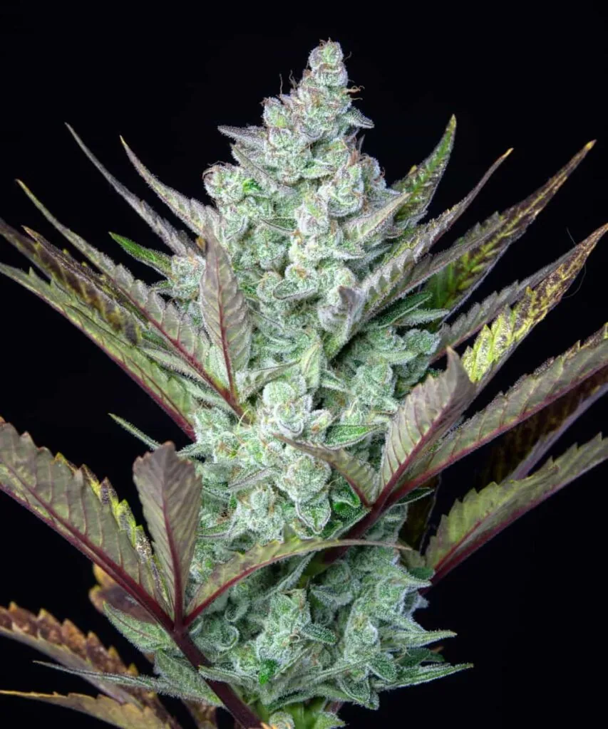 Cereal Milk nug freshly harvested, with a creamy white frost and orange hairs.