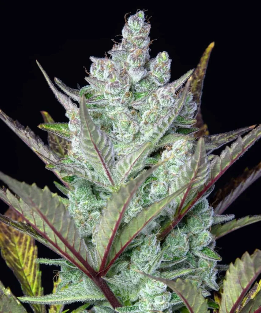 Cereal Milk buds growing on the plant, coated in thick trichomes with a soft, creamy-white frost and dense structure