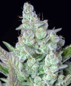 Zoomed-in Cereal Milk nug with sugary trichomes and soft pastel tones