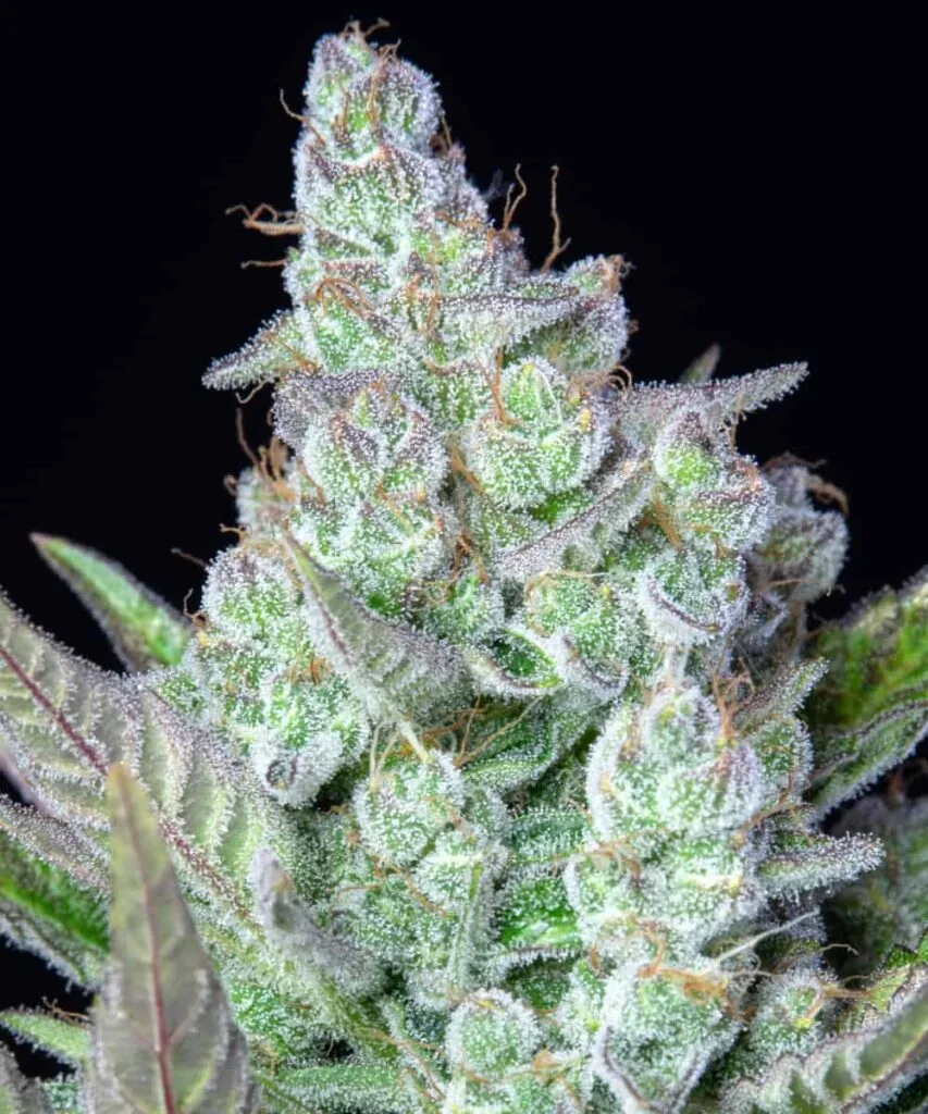 Zoomed-in Cereal Milk nug with sugary trichomes and soft pastel tones