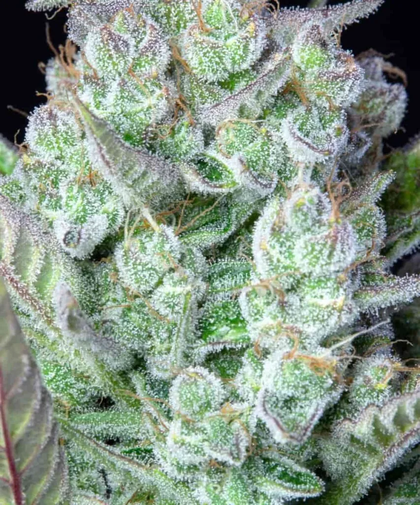Macro shot of Cereal Milk bud with dense trichome coverage and a glazed look