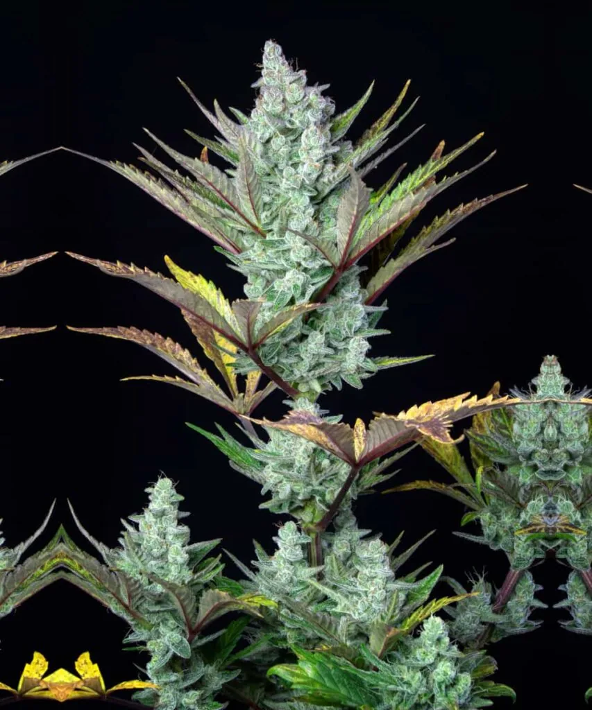 Full Cereal Milk cannabis plant in bloom, showcasing stacked colas and vibrant foliage