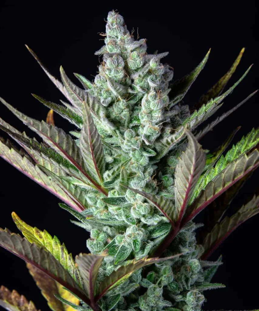 Side view of a flowering Cereal Milk branch with frosty, light-colored buds