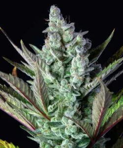 Top cola of Cereal Milk covered in sugary crystals and milky trichomes