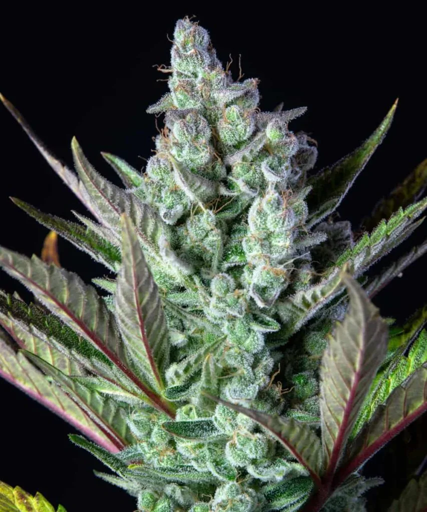 Top cola of Cereal Milk covered in sugary crystals and milky trichomes