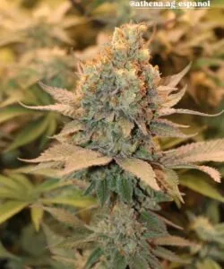 Cheetah Piss cannabis bud glistening with icy trichomes, featuring light green tones and orange pistils