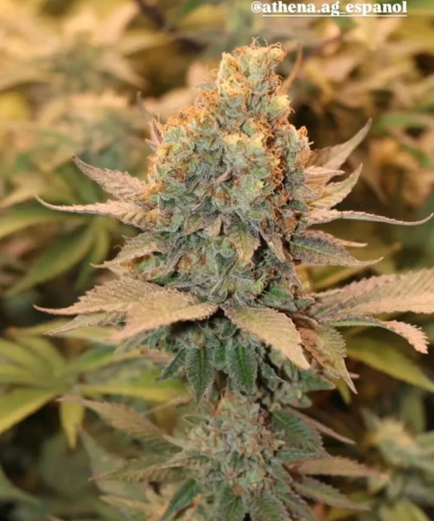 Cheetah Piss cannabis bud glistening with icy trichomes, featuring light green tones and orange pistils