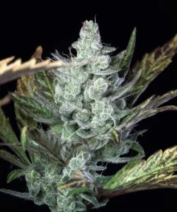 Frosted Cherry Pie nug showcasing a heavy layer of crystalized resin, giving it a sugar-dipped look.