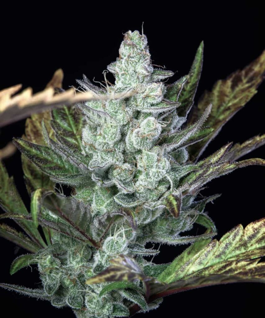 Cherry Pie-1 Frosted Cherry Pie nug showcasing a heavy layer of crystalized resin, giving it a sugar-dipped look.