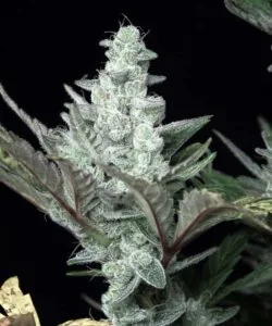 Cherry Pie cannabis bud coated in snowy white trichomes, with a dense and icy appearance.