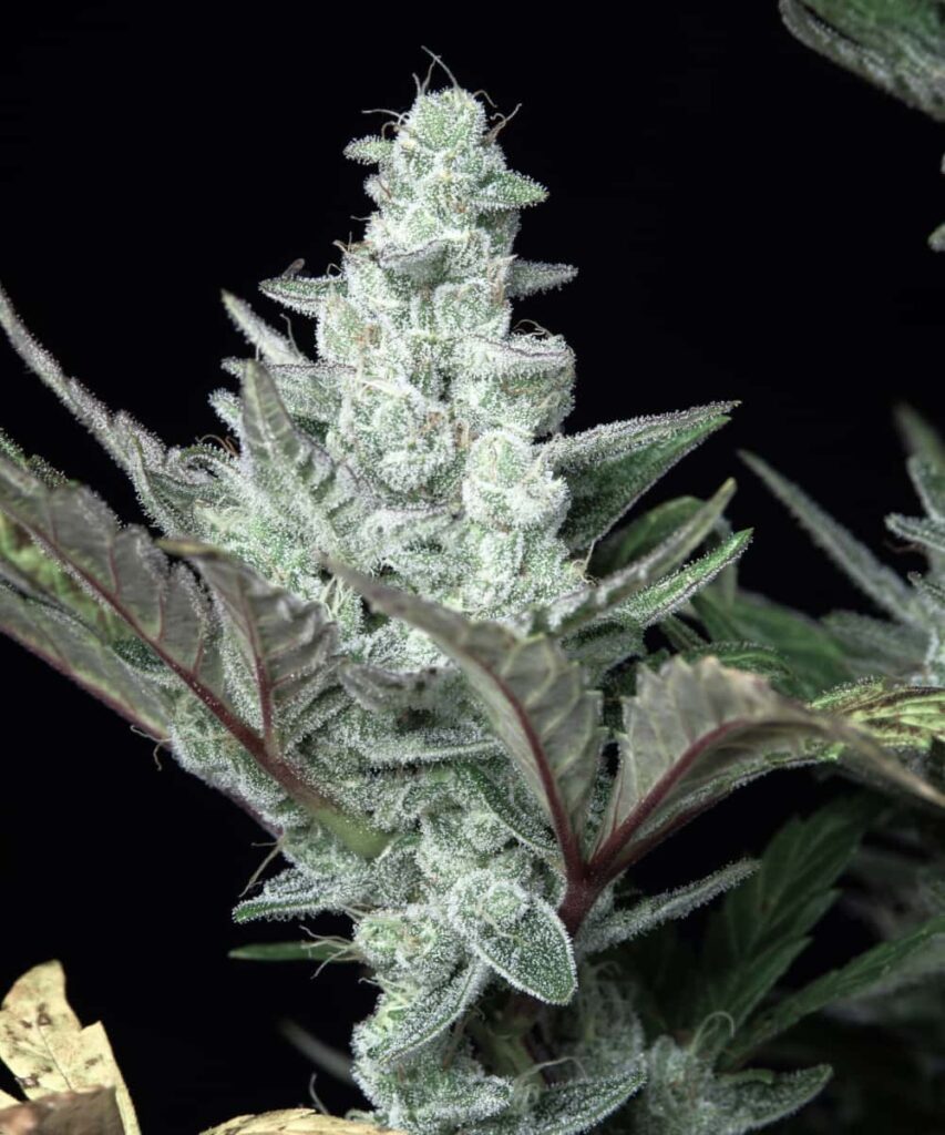 Cherry Pie Cherry Pie cannabis bud coated in snowy white trichomes, with a dense and icy appearance.