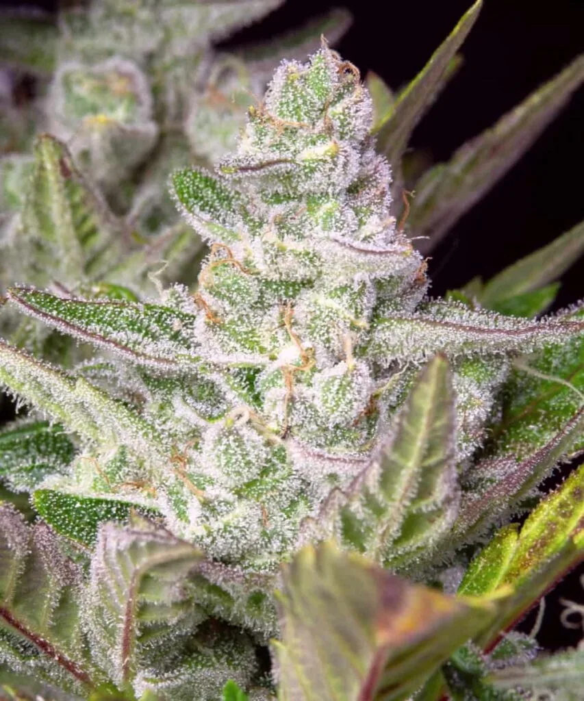 Trimmed Gary Payton cannabis nug displaying frosty trichomes and bold green-purple hues