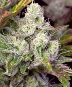 Gary Payton strain bud with tight structure and vibrant pistils, coated in a thick layer of resin.