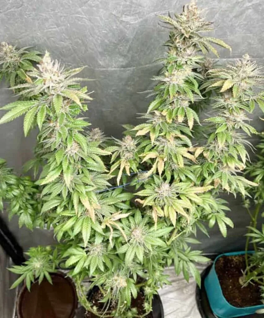 Ghost Train Haze plant bursting with multiple colas, showcasing towering buds and heavy trichome coverage across all branches