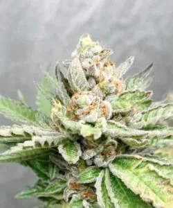 Close-up of a dense Ghost Train Haze bud, packed with crystals and showing off its sativa structure and frosty finish