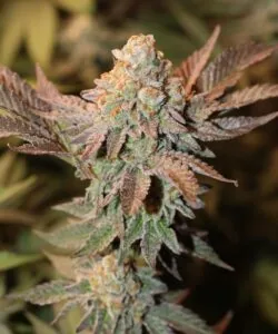 Girl Scout Cookies bud with thick frosting of resin, deep green calyxes, and hints of purple sugar leaves