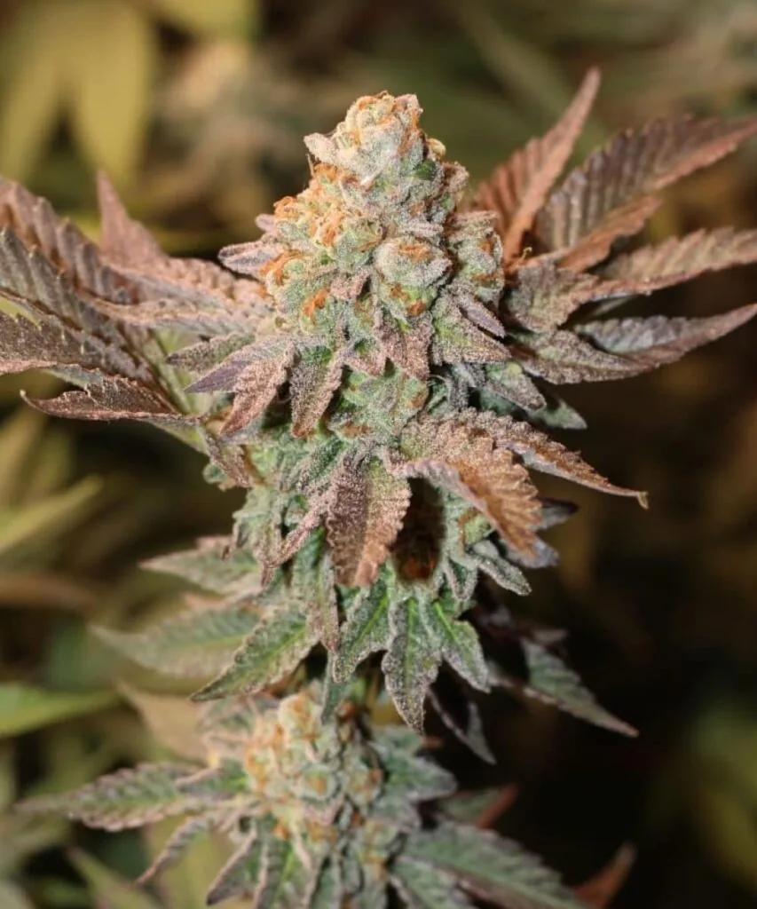 Girl Scout Cookies bud with thick frosting of resin, deep green calyxes, and hints of purple sugar leaves
