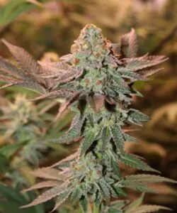 Side view of a mature Girl Scout Cookies cola showing its iconic tight structure and sugary trichomes