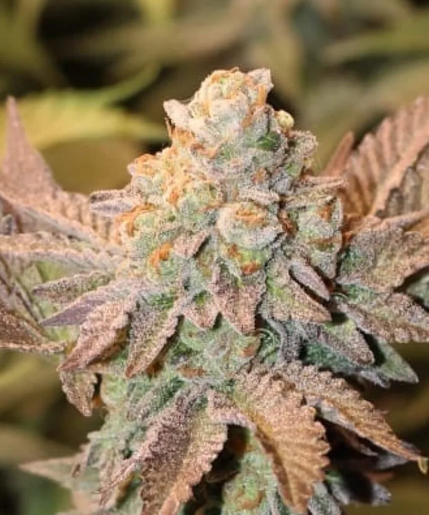 Macro shot of Girl Scout Cookies flower with frosty layers and orange hairs popping through the crystals.